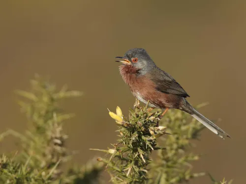 Dartford warbler