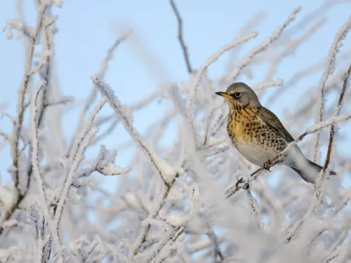 Fieldfare