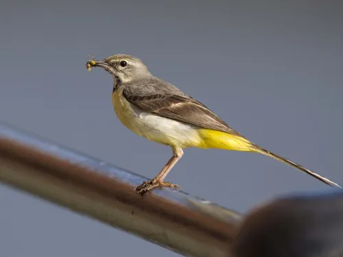 Grey wagtail