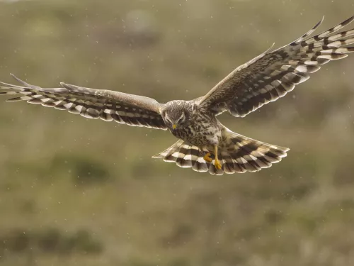 Female hen harrier