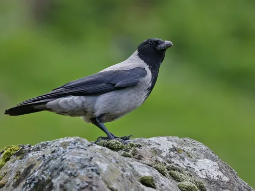 Hooded Crow