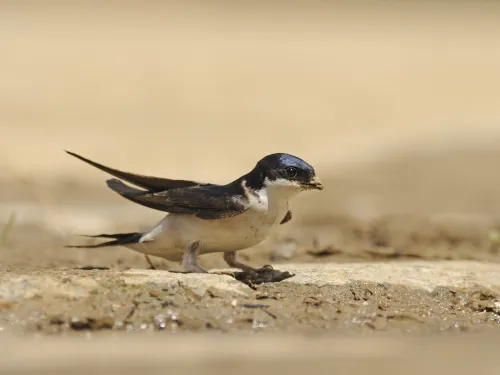 House martin