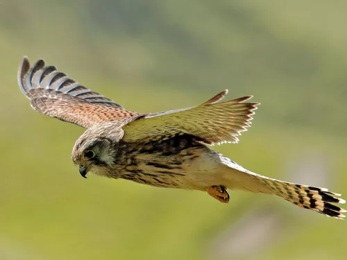 A kestrel hovering above a grassland. It's a fairly small bird of prey, with brown wings and a creamy body with dark streaks down the breast.