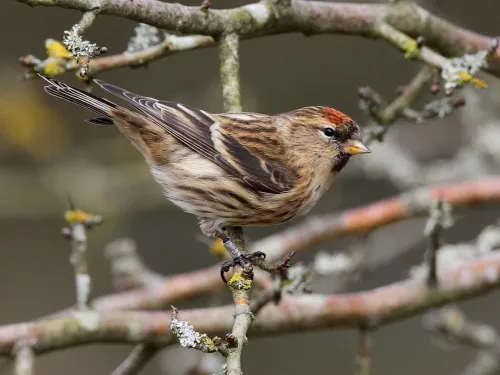 Lesser Redpoll