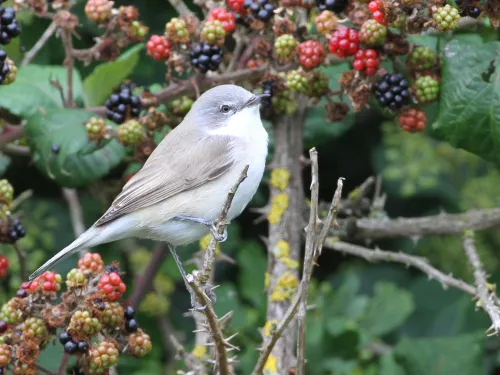 Lesser whitethroat