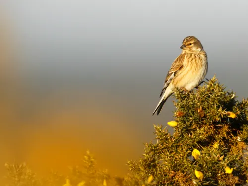 Linnet