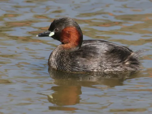 Little Grebe