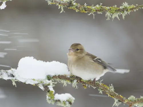 Chaffinch female