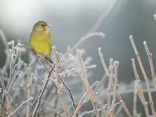 Greenfinch