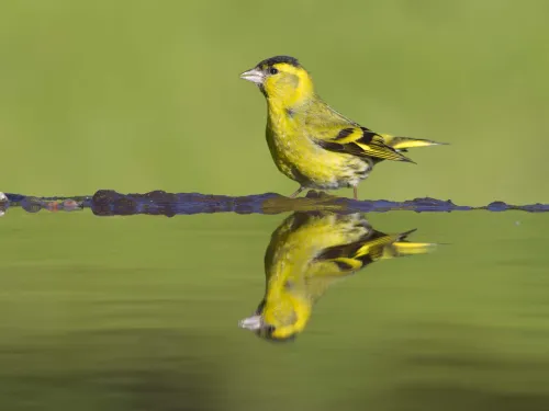 Siskin 