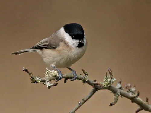 Marsh tit