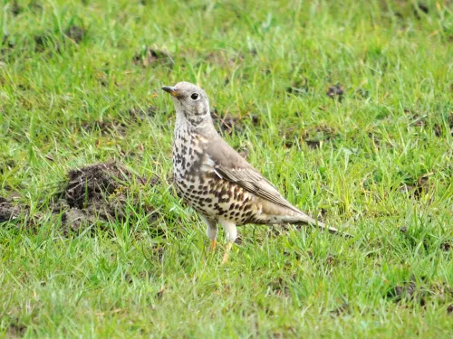 Mistle thrush