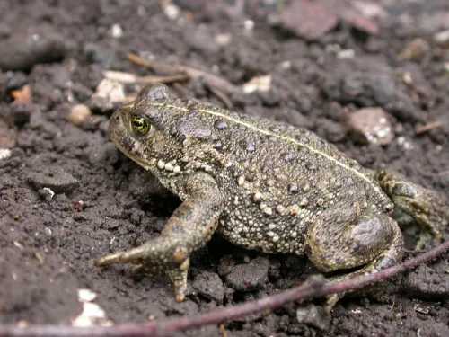 Natterjack Toad