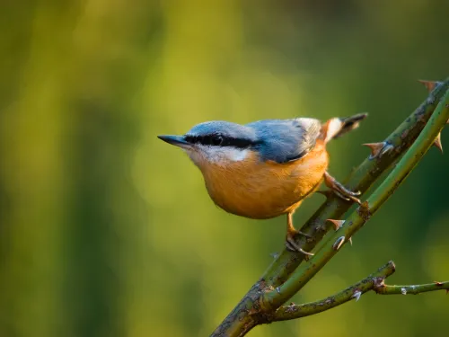 Nuthatch