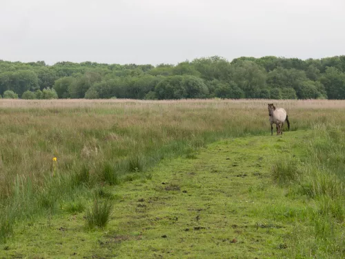 Konik pony on lowland fen