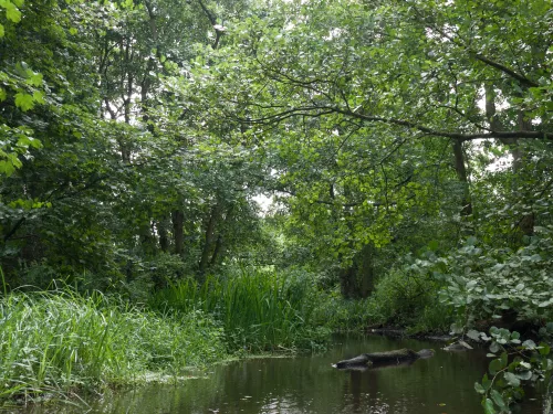 Wet woodland