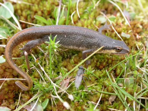 Palmate newt