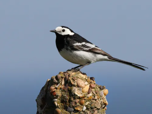 Pied wagtail