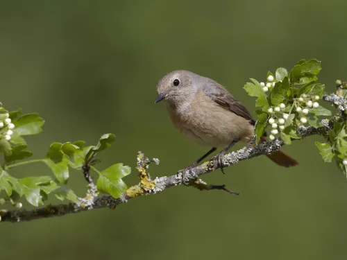 Redstart