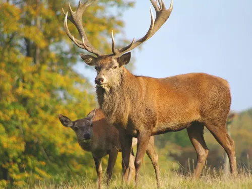 Two red deer, one stag with huge antlers, standing in the sun.