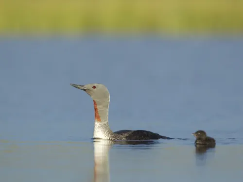 Red-throated Diver (summer-plumaged) and chick