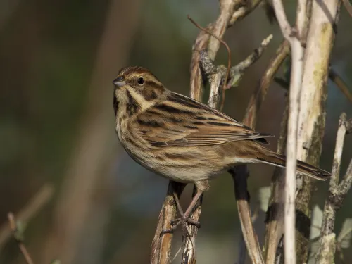 Reed Bunting