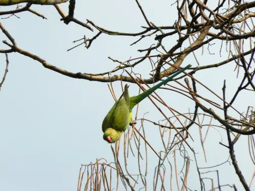 Ring-necked parakeet