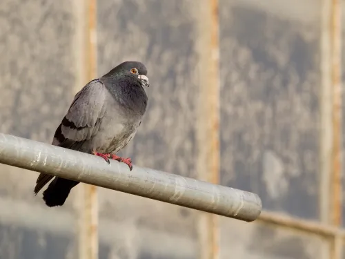 Rock dove/Feral pigeon