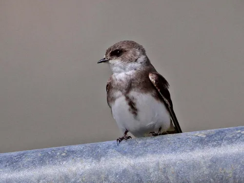 Sand martin