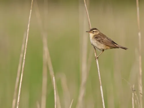 Sedge warbler