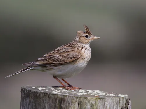 Skylark