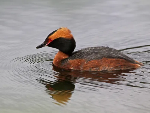 Slavonian Grebe