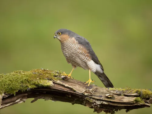 Sparrowhawk