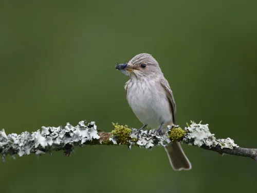 Spotted flycatcher