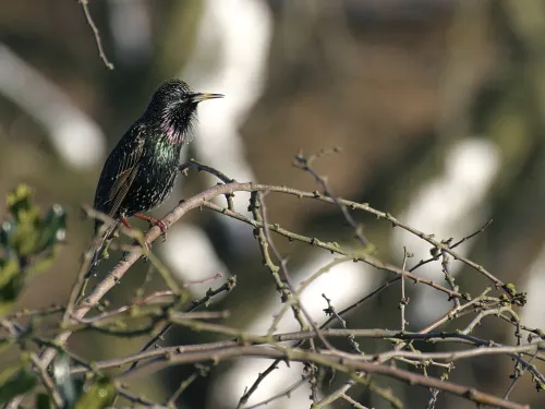 Starling