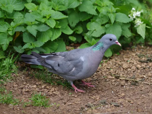 Stock dove