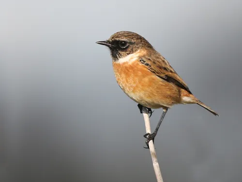 Stonechat