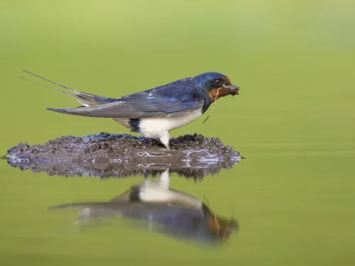 Barn swallow