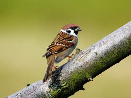 Tree sparrow