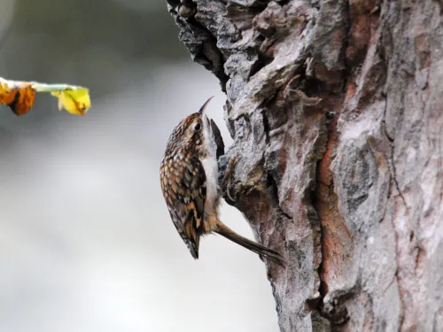 Treecreeper