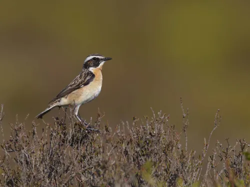 Whinchat