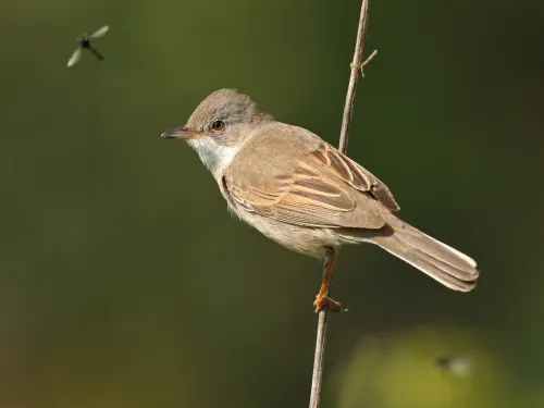 Whitethroat