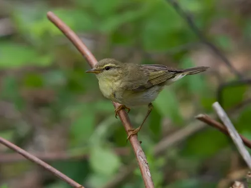 Willow warbler