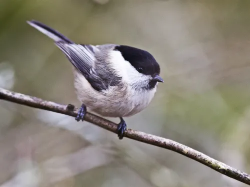 Willow tit