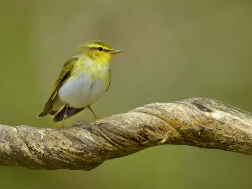 Wood warbler