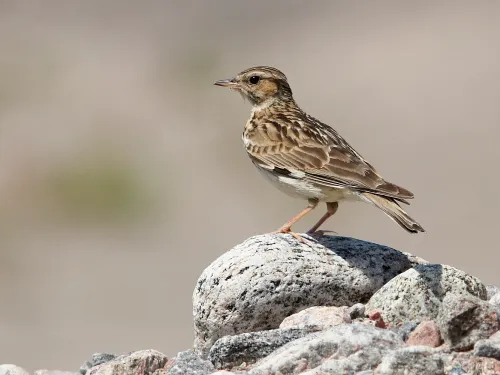 Woodlark