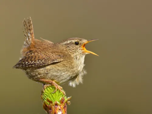 Wren