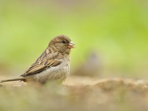 House sparrow