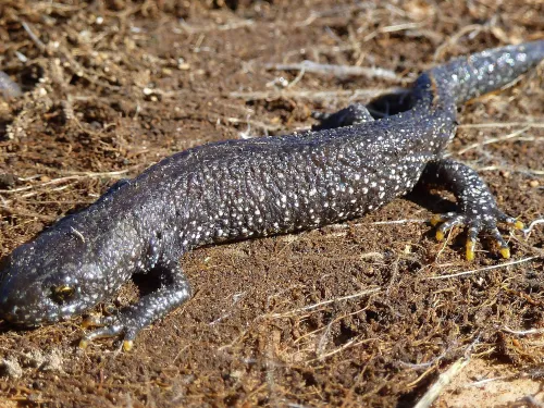 Great crested newt