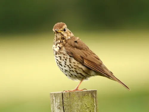 Song thrush